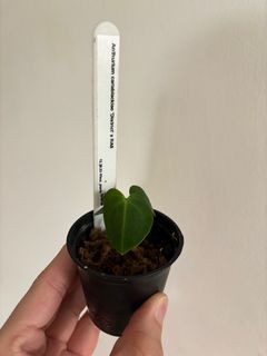 (Category: ) located in . Submitted by plant3x (Listing ID 1304794670, Image 1). Description: .