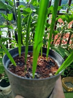 tree seedlings - View all tree seedlings ads in Carousell Philippines