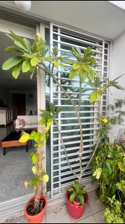 (Category: ) located in . Submitted by amiteshk (Listing ID 1304652373, Image 1). Description: .