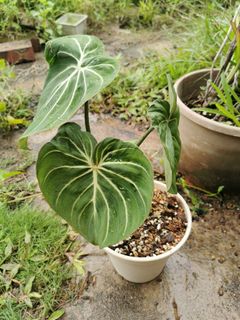 (Category: ) located in . Submitted by planter88 (Listing ID 1304670394, Image 1). Description: .