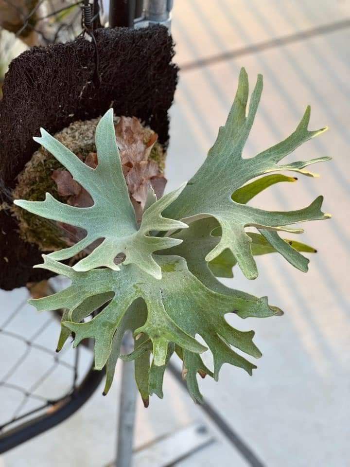 Platycerium Ginka (TC) (Geisha), Furniture & Home Living