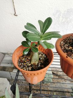 (Category: ) located in . Submitted by planter88 (Listing ID 1304673511, Image 1). Description: .