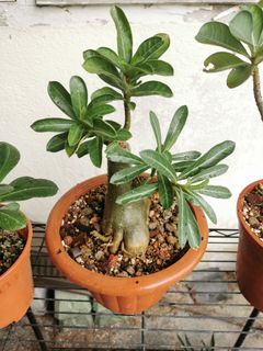 (Category: ) located in . Submitted by planter88 (Listing ID 1304673838, Image 1). Description: .