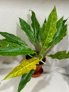 (Category: ) located in . Submitted by _plantdaddy_ (Listing ID 1304684016, Image 1). Description: .