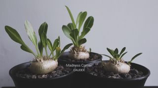 （分類：）位於 。 由 madness_corner 提交（商品編號 1299970872，圖片 1）。簡介： 。