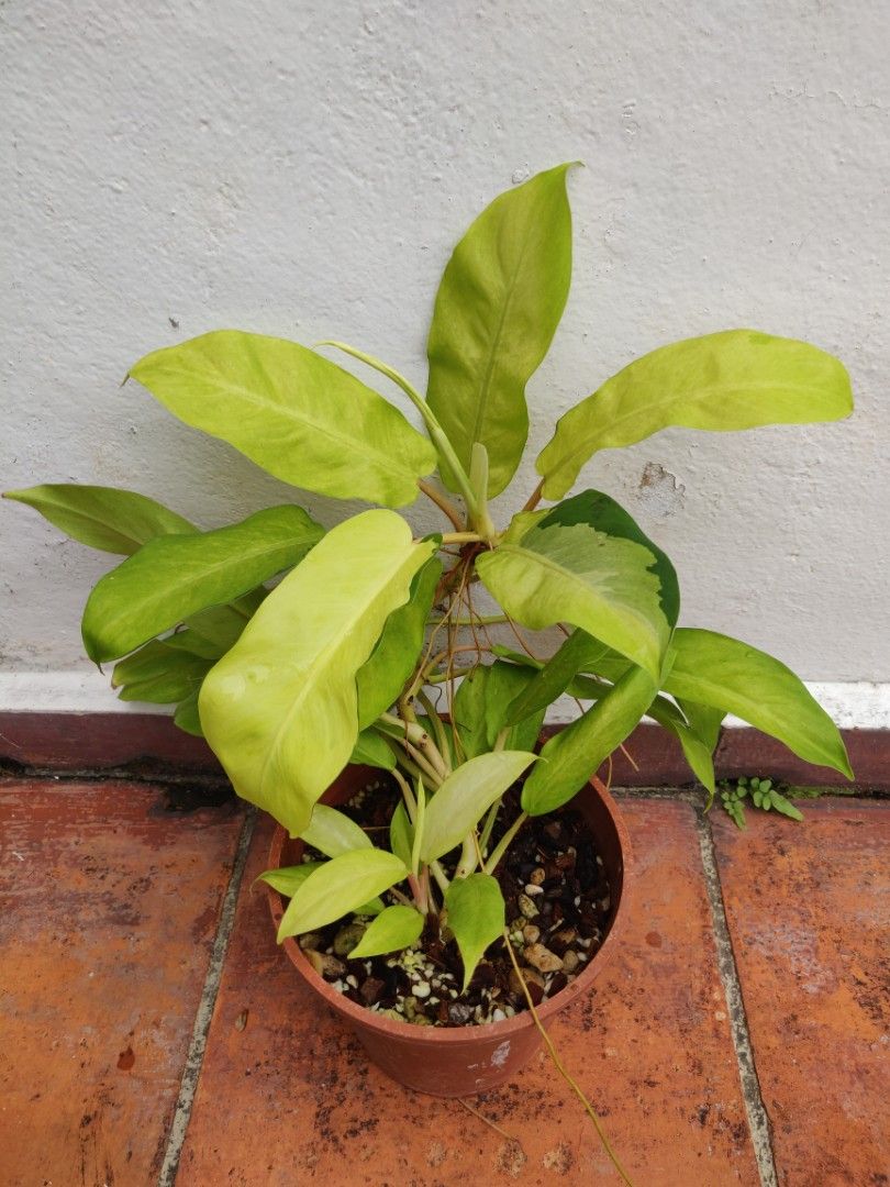 philodendron princess pink Philodendron Pink Princess main image 0