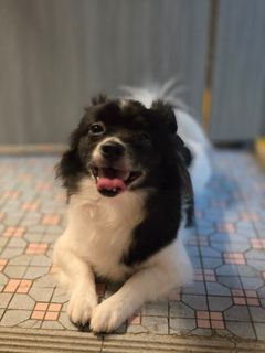 （分類：）位於 。 由 dyosuki 提交（商品編號 1305014386，圖片 1）。簡介： 。