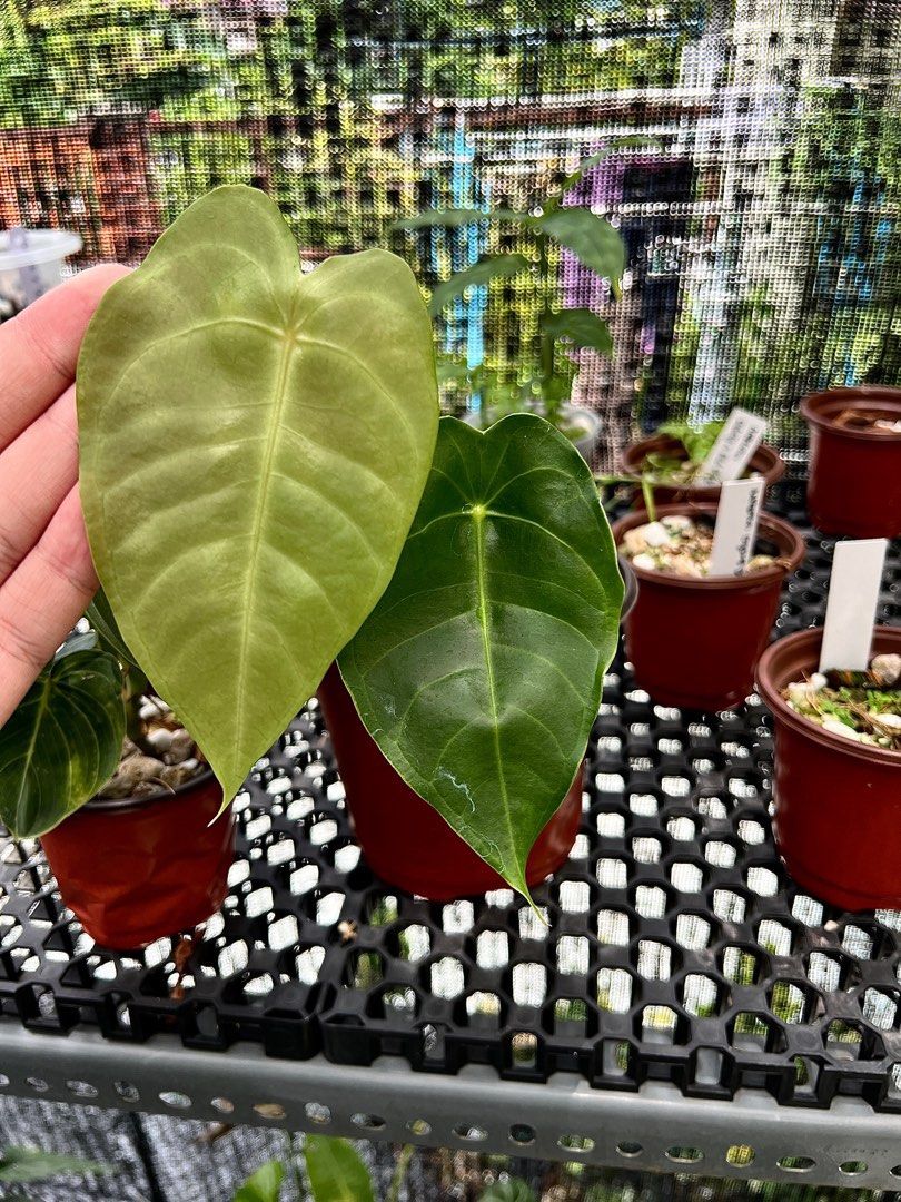Anthurium Veitchii x Forgetii Rare plant, Furniture & Home Living,  Gardening, Plants & Seeds on Carousell