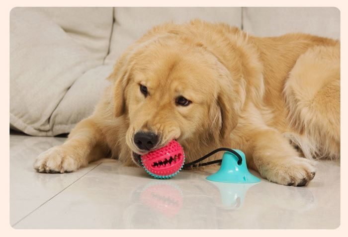 Dog Toy Ball Dog Play Toy Dog Pull Rope Stick On Floor Interactive Dog Toy Suction Teething Toy Dog Chew
