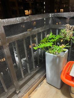 （分類：）位於 。 由 wildwind_071943 提交（商品編號 1305108385，圖片 1）。簡介： 。
