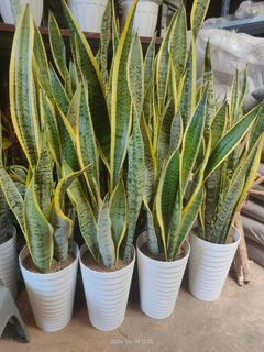 Snakeplant potted air purifier plant
