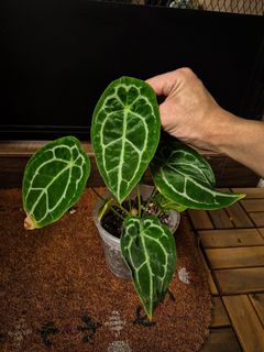 (Category: ) located in . Submitted by nospaceforplants (Listing ID 1305188610, Image 1). Description: .