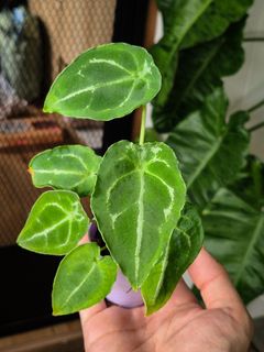 (Category: ) located in . Submitted by nospaceforplants (Listing ID 1305189129, Image 1). Description: .