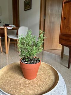 (Category: ) located in . Submitted by themediterraneangarden (Listing ID 1305174711, Image 1). Description: .