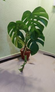 (Category: ) located in . Submitted by plantsguys (Listing ID 1305254342, Image 1). Description: .