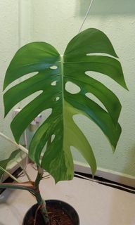 (Category: ) located in . Submitted by plantsguys (Listing ID 1305258572, Image 1). Description: .