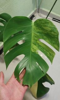 (Category: ) located in . Submitted by plantsguys (Listing ID 1305258933, Image 1). Description: .