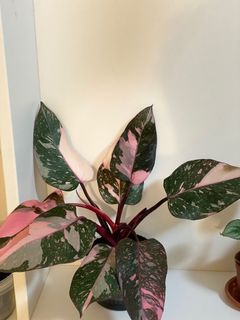 （分類：）位於 。 由 aroidhouse 提交（商品編號 1305242388，圖片 1）。簡介： 。