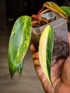 (Category: ) located in . Submitted by nospaceforplants (Listing ID 1305192066, Image 1). Description: .