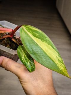 (Category: ) located in . Submitted by nospaceforplants (Listing ID 1305192270, Image 1). Description: .