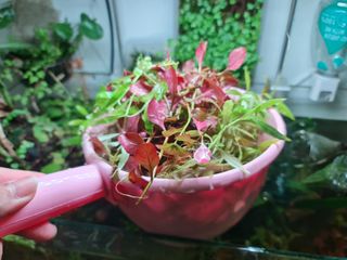 (Category: ) located in . Submitted by sindsg (Listing ID 1305250654, Image 1). Description: .