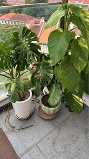 (Category: ) located in . Submitted by ruchi1112 (Listing ID 1305154613, Image 1). Description: .