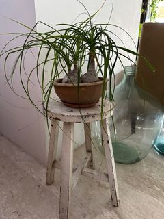 (Category: ) located in . Submitted by negrita (Listing ID 1305137386, Image 1). Description: .