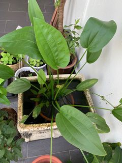 (Category: ) located in . Submitted by rajmg (Listing ID 1305163269, Image 1). Description: .