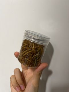 （分類：）位於 。 由 vyl__ 提交（商品編號 1305427336，圖片 1）。簡介： 。
