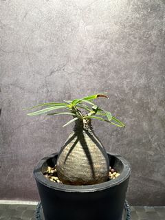 （分類：）位於 。 由 hin__c 提交（商品編號 1305322349，圖片 1）。簡介： 。
