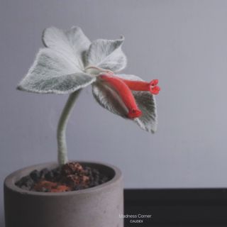 （分類：）位於 。 由 madness_corner 提交（商品編號 1298998383，圖片 1）。簡介： 。