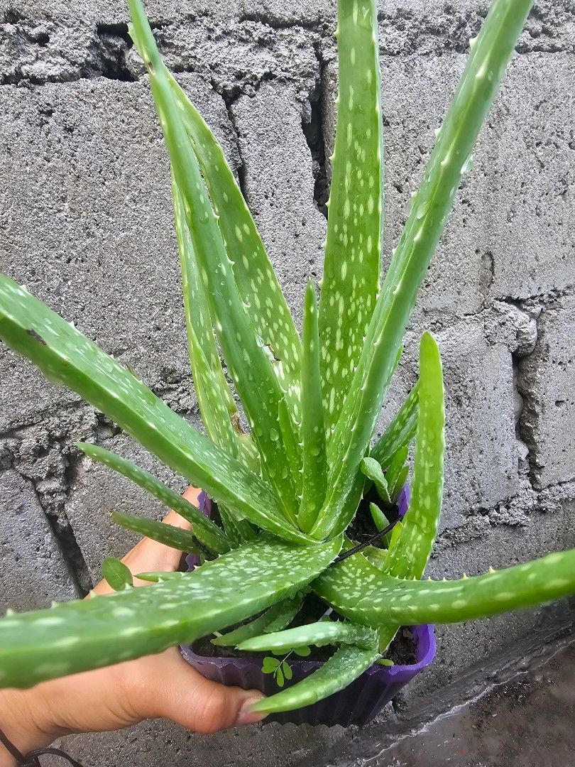 Aloe vera plants for sale (Category: Plants & Seeds) located in Pateros City. Submitted by ginrielle47 (Listing ID 1305492508, Image 2). Description: Aloe vera plants for sale both with baby aloes 50 - black pot 100 - violet pot.