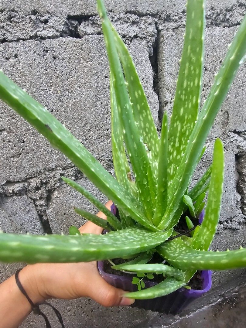Aloe vera plants for sale (Category: Plants & Seeds) located in Pateros City. Submitted by ginrielle47 (Listing ID 1305492508, Image 1). Description: Aloe vera plants for sale both with baby aloes 50 - black pot 100 - violet pot.