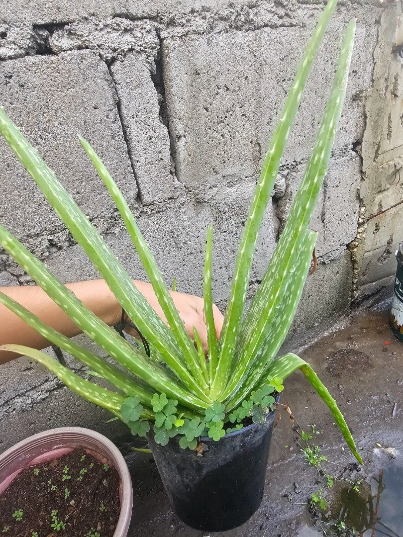 Aloe vera plants for sale (Category: Plants & Seeds) located in Pateros City. Submitted by ginrielle47 (Listing ID 1305492508, Image 3). Description: Aloe vera plants for sale both with baby aloes 50 - black pot 100 - violet pot.