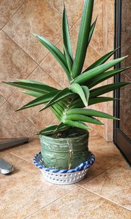(Category: ) located in . Submitted by soilessplant (Listing ID 1305323671, Image 1). Description: .