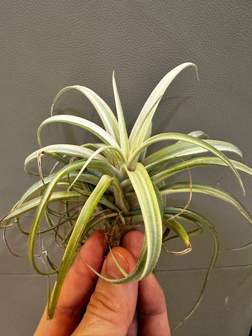 Tillandsia Deborah Ann Variegated, Furniture & Home Living