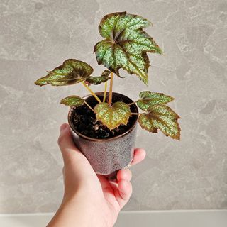 （分類：）位於 。 由 KwanCandy 提交（商品編號 1301314961，圖片 1）。簡介： 。