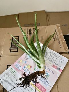 （分類：）位於 。 由 lustitiafung 提交（商品編號 1305531507，圖片 1）。簡介： 。
