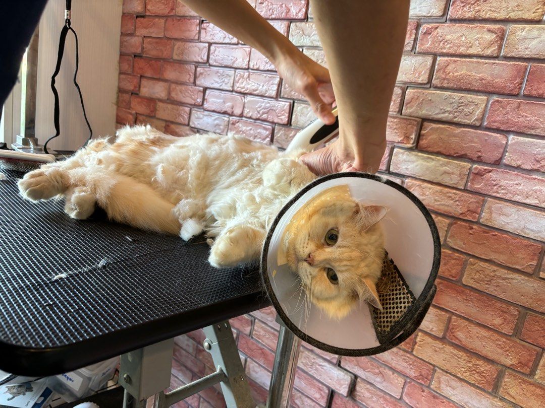 Sitting Pretty Mobile Grooming Cat Grooming Cat Boarding Brooklyn