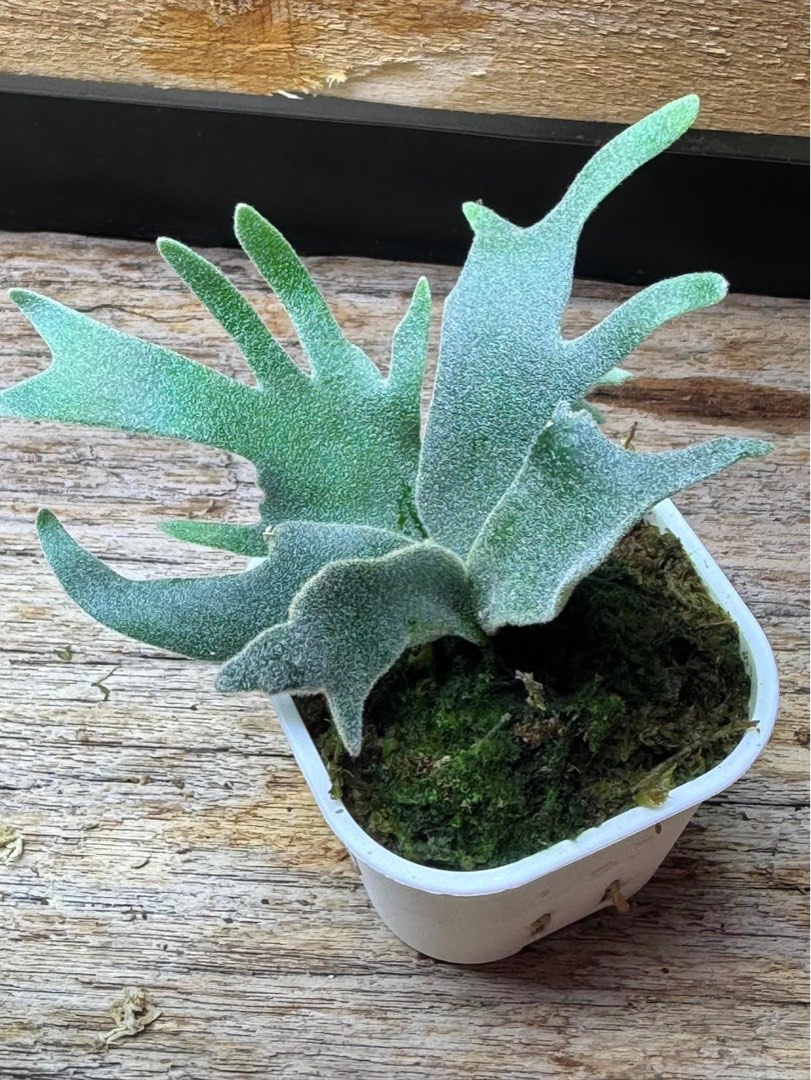 P.willinckii “bacteria”sporeling” (Platycerium willinckii P.willinckii “bacteria”sporeling” (Platycerium willinckii