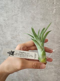 （分類：）位於 。 由 maryyo 提交（商品編號 1305515676，圖片 1）。簡介： 。