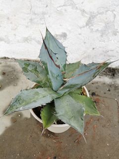 (Category: ) located in . Submitted by planter88 (Listing ID 1305808541, Image 1). Description: .