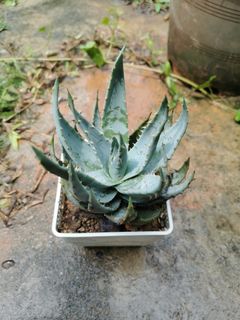 (Category: ) located in . Submitted by planter88 (Listing ID 1305809639, Image 1). Description: .
