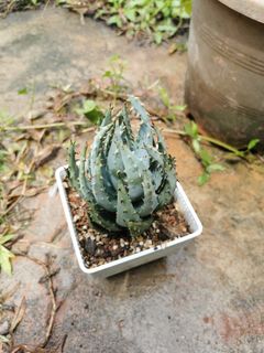 (Category: ) located in . Submitted by planter88 (Listing ID 1305809850, Image 1). Description: .
