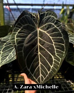 (Category: ) located in . Submitted by alohaplants (Listing ID 1305728382, Image 1). Description: .