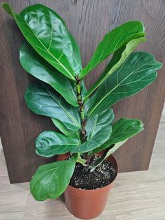 （分類：）位於 。 由 casadetris 提交（商品編號 1305676147，圖片 1）。簡介： 。