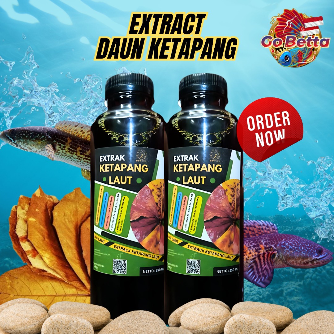 ORIGINAL KETAPANG LEAF EXTRACT AQUASCAPE AQUARIUM CHANNA ORNAMENTAL ...