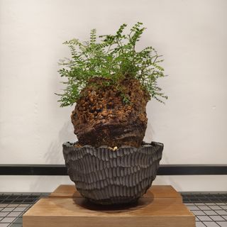 （分類：）位於 。 由 mystery9playplant 提交（商品編號 1305854371，圖片 1）。簡介： 。