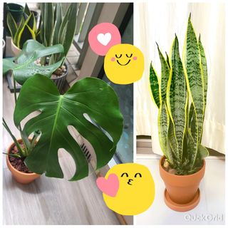 （分類：）位於 。 由 cloverflower6868 提交（商品編號 1247969752，圖片 1）。簡介： 。