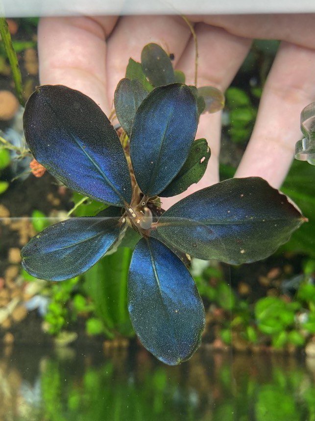 水草 Bucephalandra sp. Super Dark Blue Yahoo!オークション - Bucephalandra sp. Super dark blue